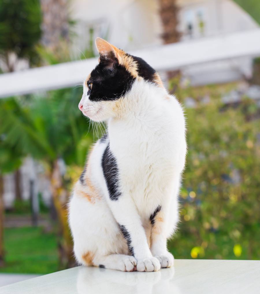cute-cat-outdoors-2023-11-27-05-04-23-utc (1)