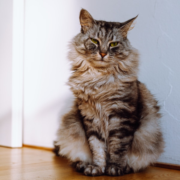 cute-cat-with-narrowed-eyes-against-background-of-2023-11-27-05-16-19-utc (1) (1)