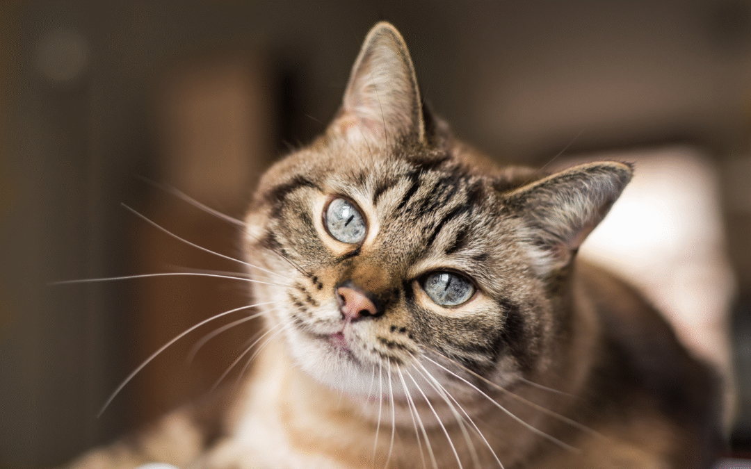 Obesity In Pets